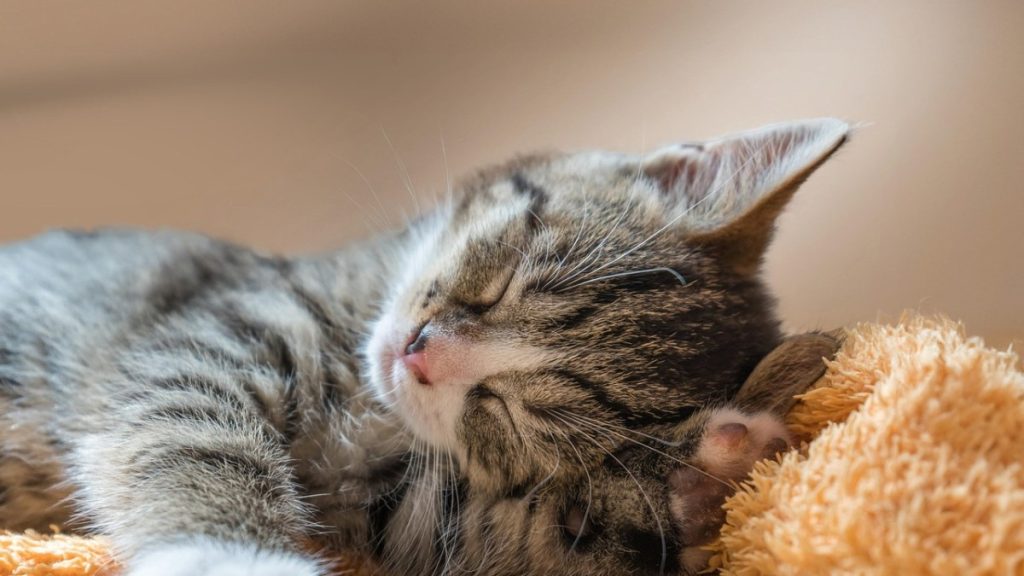 orgasme voor vrouwen